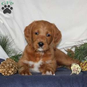 Rudy, Labrador Mix Puppy